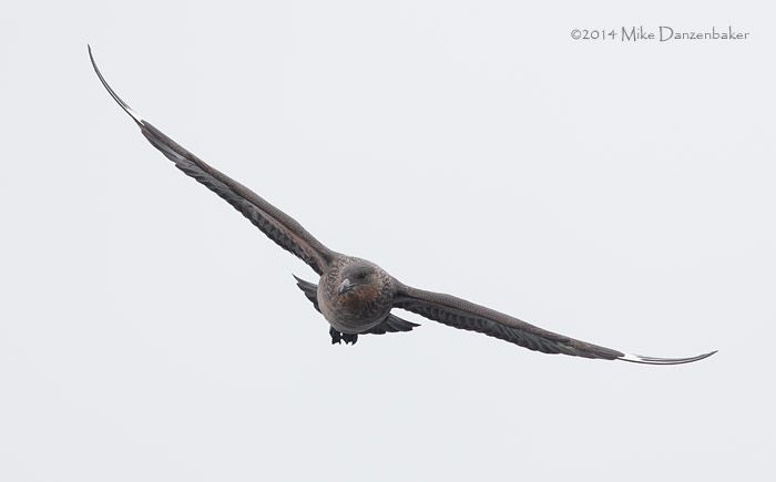 Chilean Skua (Stercorarius chilensis) photo image