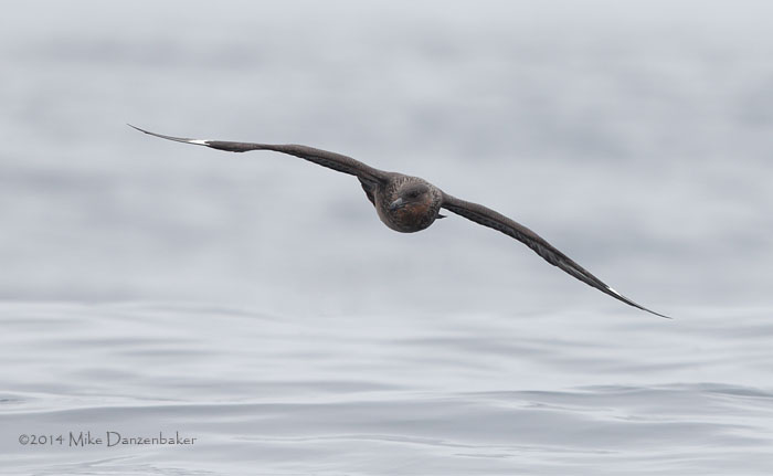 Chilean Skua (Stercorarius chilensis) photo image
