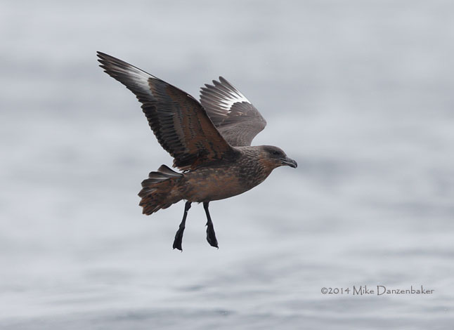 Chilean Skua (Stercorarius chilensis) photo image