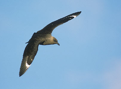 South Polar Skua (Stercorarius maccormicki) photo image