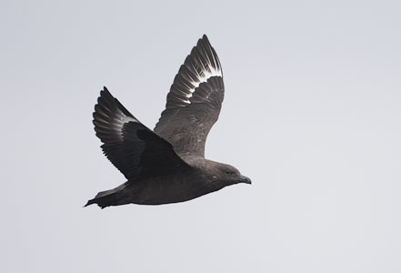 South Polar Skua (Stercorarius maccormicki) photo image