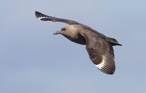 South Polar Skua (Catharacta maccormicki) photo