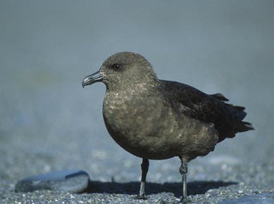 South Polar Skua (Stercorarius maccormicki) photo image