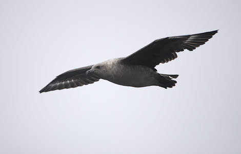 South Polar Skua (Catharacta maccormicki) photo