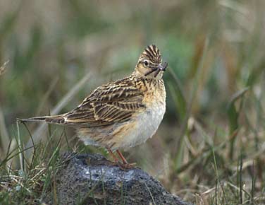 Eurasian Skylark (Alauda arvensis) photo image