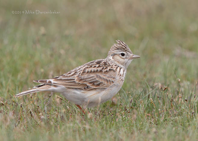 Eurasian Skylark (Alauda arvensis) photo
