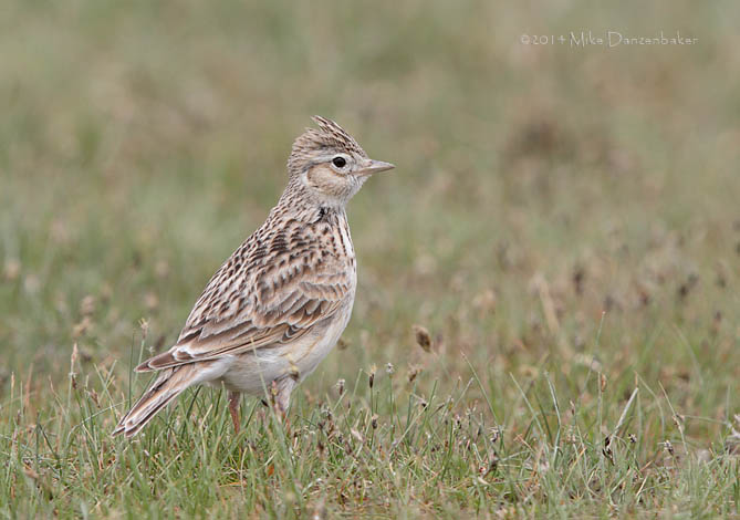 Eurasian Skylark (Alauda arvensis) photo image