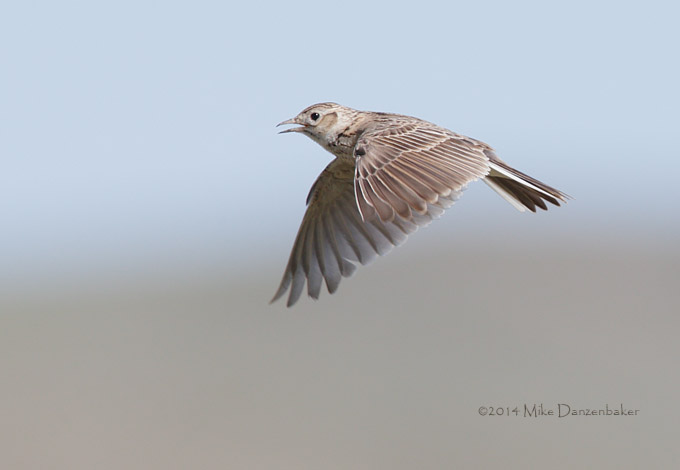 Eurasian Skylark (Alauda arvensis) photo image