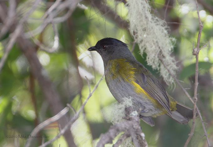 Black-and-yellow Phainoptila (Phainoptila melanoxantha) photo image