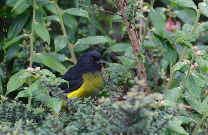 Black-and-yellow Phainoptila (Phainoptila melanoxantha) photo image