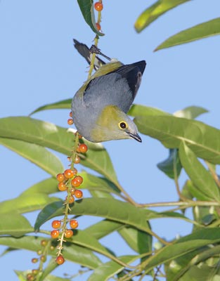 Long-tailed Silky-Flycatcher (Ptilogonys caudatus) photo
