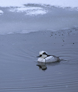 Smew (Mergellus albellus) photo image
