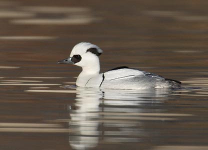 Smew (Mergellus albellus) photo image