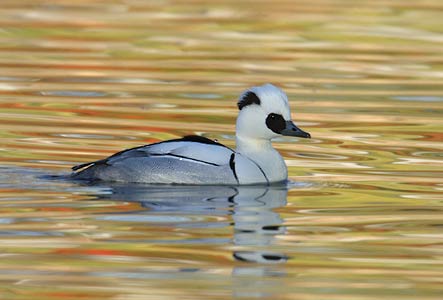 Smew (Mergellus albellus) photo image