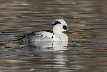 Smew (Mergellus albellus) photo image