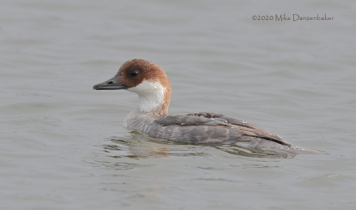 Smew (Mergellus albellus) photo image