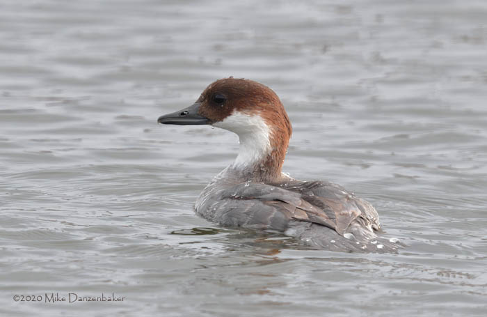 Smew (Mergellus albellus) photo image