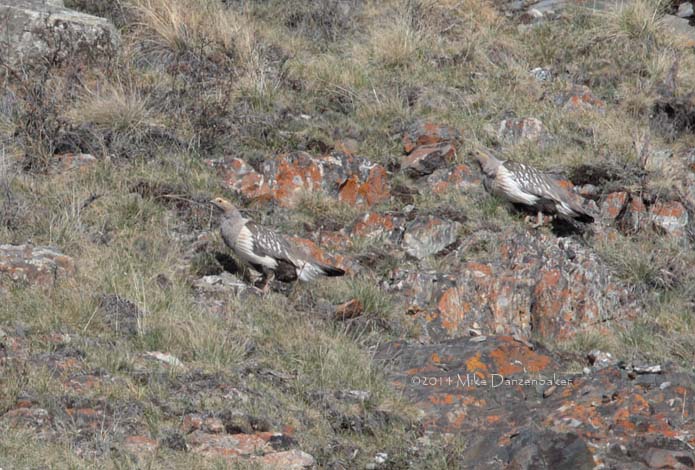 Altai Snowcock (Tetraogallus altaicus) Photo Image