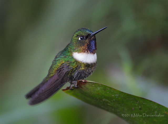 Amethyst-throated Sunangel (Heliangelus amethysticollis) photo image
