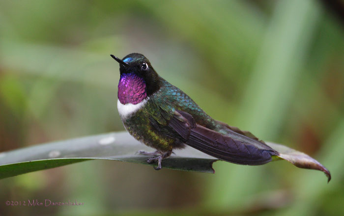 Amethyst-throated Sunangel (Heliangelus amethysticollis) photo image