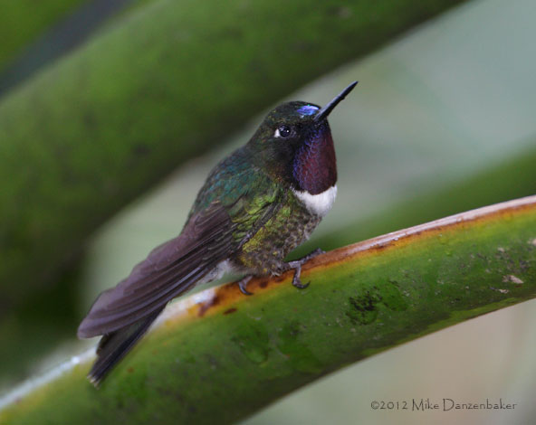 Amethyst-throated Sunangel (Heliangelus amethysticollis) photo image