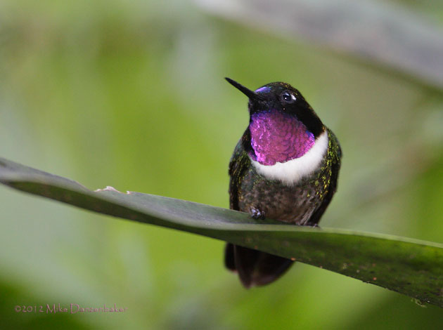 Amethyst-throated Sunangel (Heliangelus amethysticollis) photo image