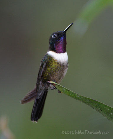 Amethyst-throated Sunangel (Heliangelus amethysticollis) photo