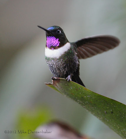 Amethyst-throated Sunangel (Heliangelus amethysticollis) photo image