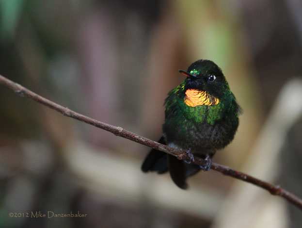 Flame-throated Sunangel (Heliangelus micraster) photo image
