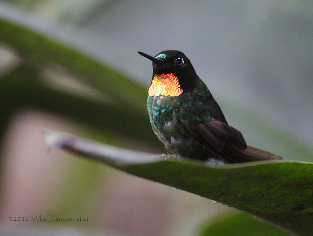 Flame-throated Sunangel (Heliangelus micraster) photo image