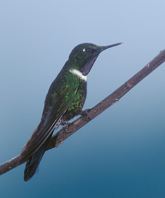 Gorgeted Sunangel (Heliangelus strophianus) photo image