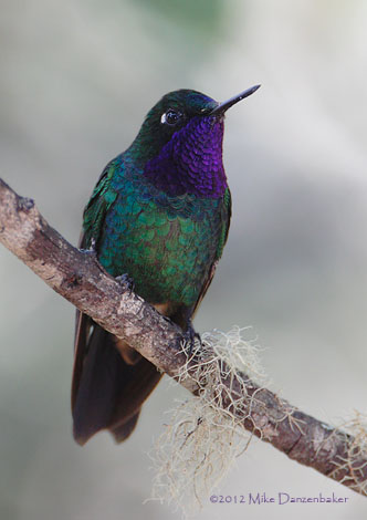 Purple-throated Sunangel (Heliangelus viola) photo image