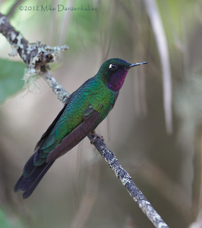 Purple-throated Sunangel (Heliangelus viola) photo image