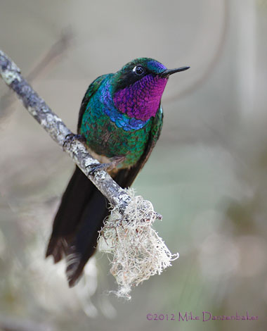 Purple-throated Sunangel (Heliangelus viola) photo image