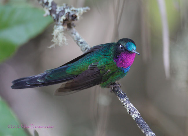 Purple-throated Sunangel (Heliangelus viola) photo image