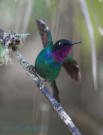 Purple-throated Sunangel (Heliangelus viola) photo image