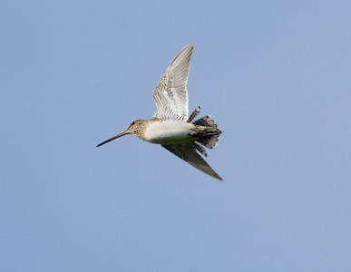 Common Snipe (Gallinago gallinago) photo
