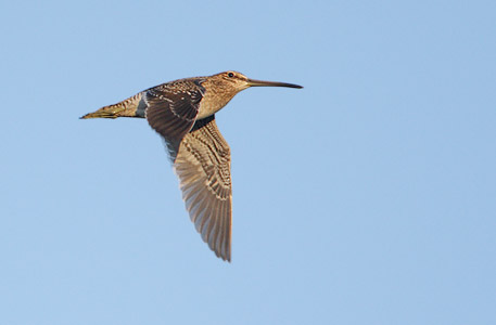 Common Snipe (Gallinago gallinago) photo