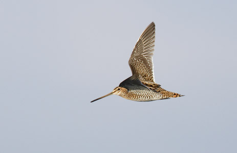 Common Snipe (Gallinago gallinago) photo
