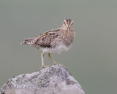 Common Snipe (Gallinago gallinago) photo