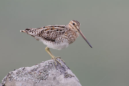 Common Snipe (Gallinago gallinago) photo