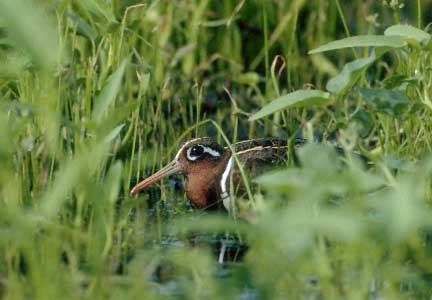 Greater Painted Snipe (Rostratula benghalensis) photo image