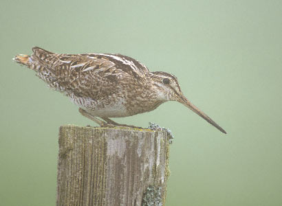 Latham's Snipe (Gallinago hardwickii) photo