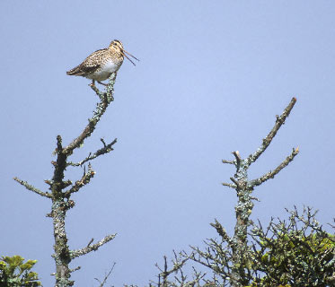 Latham's Snipe (Gallinago hardwickii) photo image