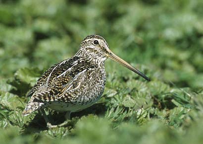 South American Snipe (Gallinago paraguaiae) photo image