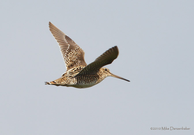 South American (Magellan) Snipe (Gallinago paraguaiae) photo