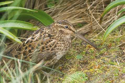 Subantarctic Snipe (Coenocorypha aucklandica) photo image