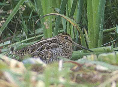 Pin-tailed Snipe (Gallinago stenura) photo image