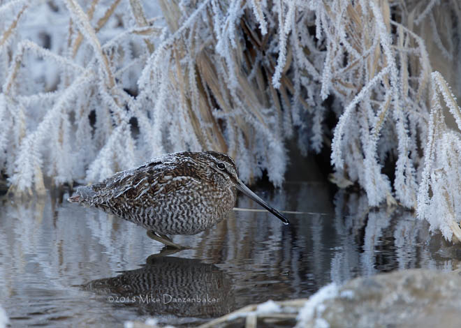 Solitary Snipe (Gallinago solitaria) photo image