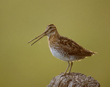 Wilson's Snipe (Gallinago delicata) photo image